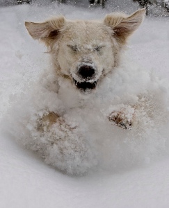 snow-dog1
